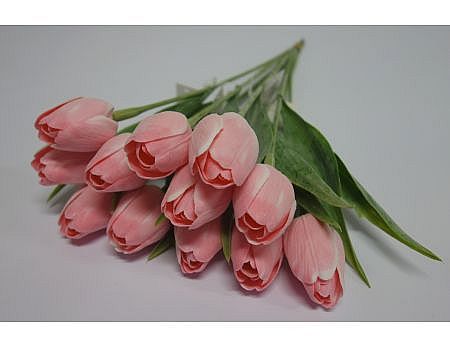 Tulipán C1 pink A1049