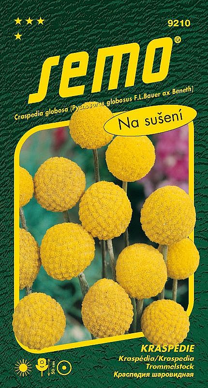 Kraspédie BILLY BUTTONS  k sušení, dekorativní