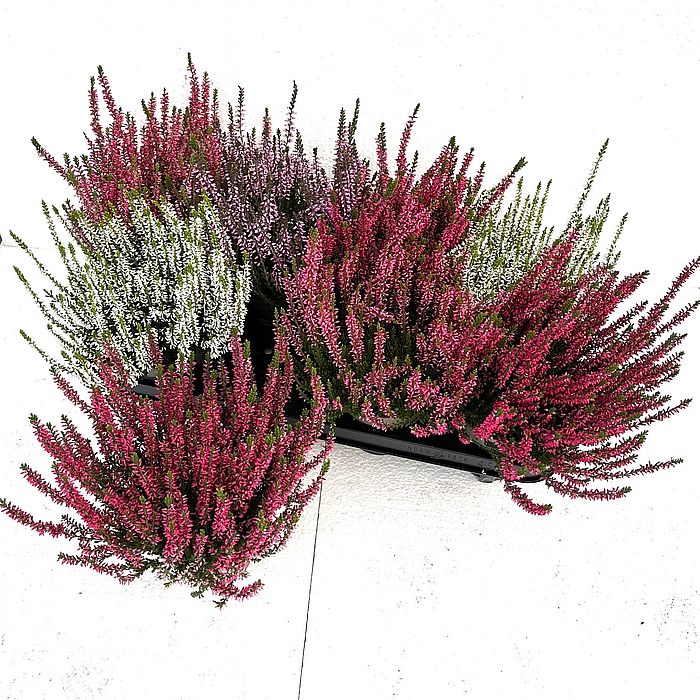 S/Calluna Ga Gem 25-30cm/8-12