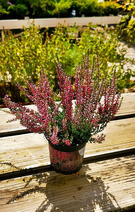 S/Calluna vulgaris Athene v květníku o průměru 10,5cm růžová