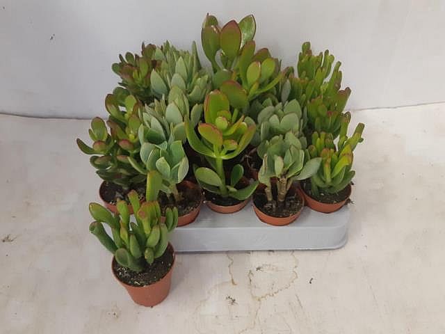 S/Crassula mix 12-20cm/8-12