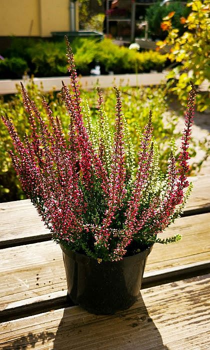 S/Calluna vulgaris Twingirls Athena a Elisa dvě sorty v jednom květníku o průměru 13cm