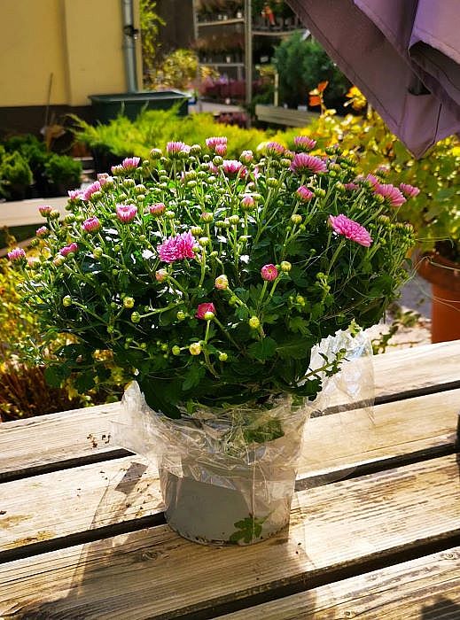 S Chrysanthemum multiflora aneb listopadka zahradní v květníku o průměru 17cm, živá rostlina v sadbovači nebo květináči