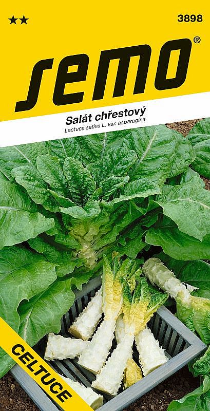 Salát chřest. CELTUCE pro postupné česání listů a šťavnatý stonek