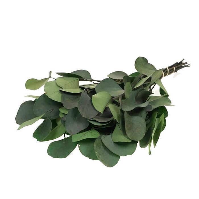 Rk/Eucalyptus populus 60cm 150g