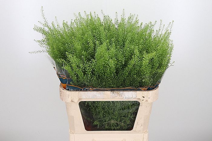 Rk/Lepidium ruderale Green Bell 80cm