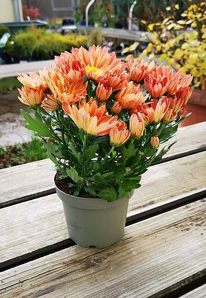 S/Chrysantema Sollinea 32cm/8