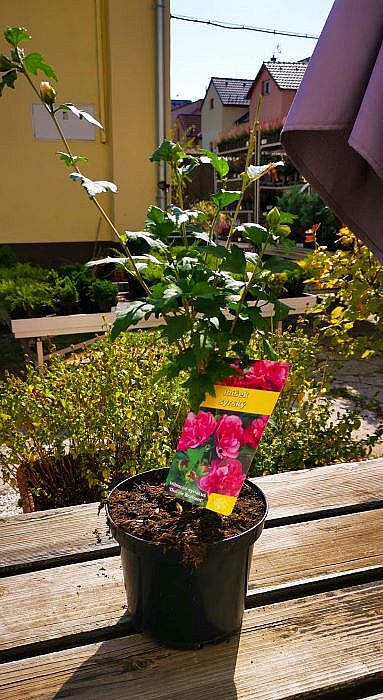 S/Hibiscus syr. Duc de Brabant v květníku o objemu 2,5 l