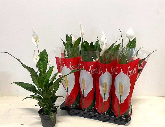 S/Spathiphyllum Sweet Lauretta 100cm/1