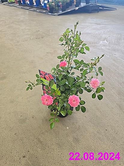 S/Rosa Red The Fairy aneb červená půdokryvná růže o výšece 20-30cm v květníku o objemu 1,4 l