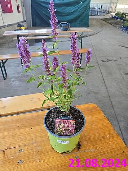 S/Agastache Beelicious Purple v květníku o objemu 2 l