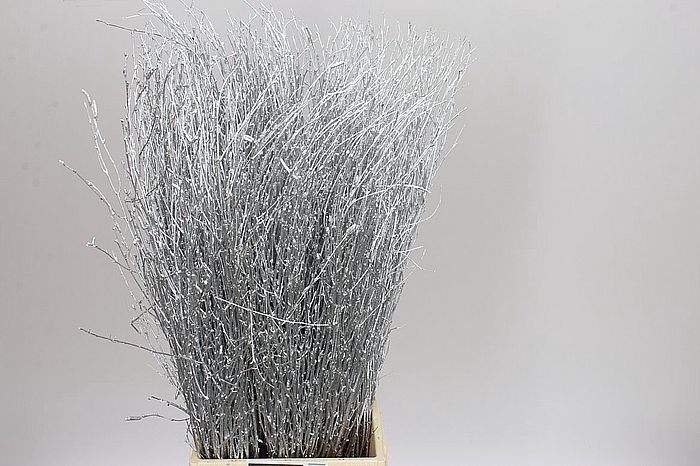 Rk/Berk Birch Silver 60cm