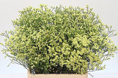 Rk/Limonium Rosel Birds 45cm/25