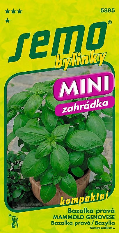 Bazalka MAMMOLO GENOVESE kompaktní, do nádob, zelená, širokolistá