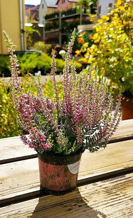 S/Calluna vulgaris Pink Asli v květníku o průměru 10,5cm