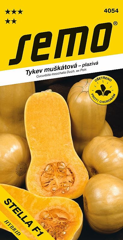 Tykev muškátová STELLA F1 typ BUTTERNUT, máslová, pro konzervaci i vaření, 1,2-1,7kg