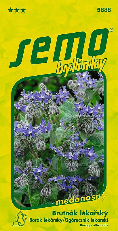 Brutnák lékařský Borago officinalis  blankytně modré květy