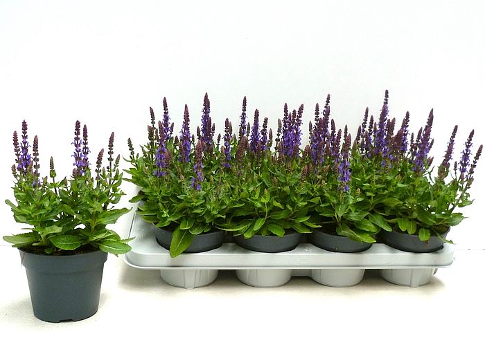 S/Salvia ne se dp blue 25cm/8