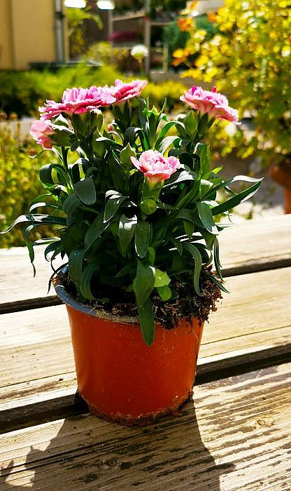 S/Dianthus caryophyllus aneb hvozdík zahradní podzimní v květníku o průměru 11cm