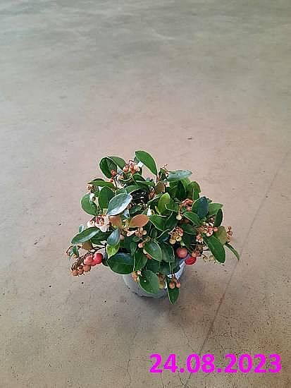 S/Gaultheria procumbens  Big Berry