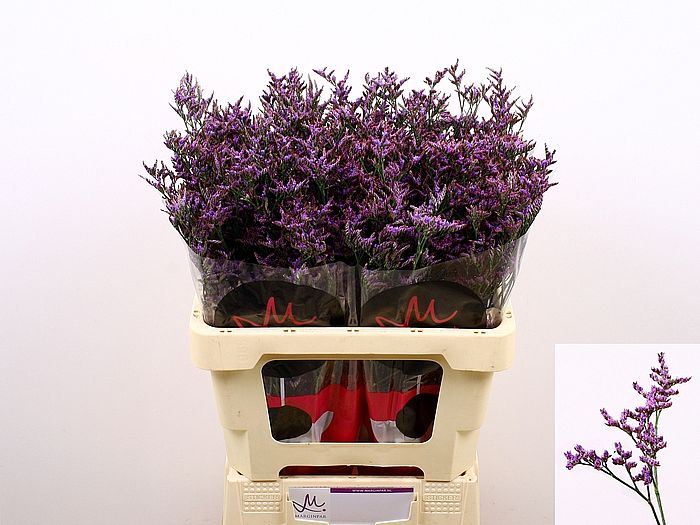 Rk/Limonium Safora 70cm/50