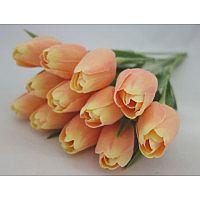 Tulip B6 Baby Pink A33