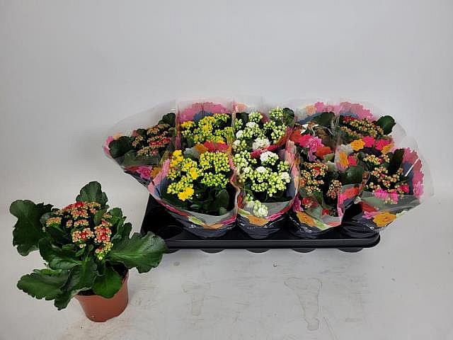 S/Kalanchoe Ge Gem 15-18cm/12-16