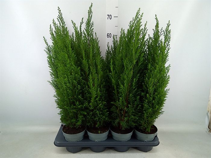 Chamaecyparis lawsoniana Ellwoodii 40cm/12, živá rostlina v sadbovači nebo květináči