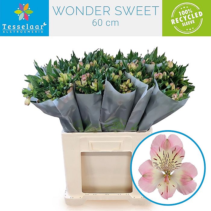 Rk/Alstromeria Wonder Sweet 75cm