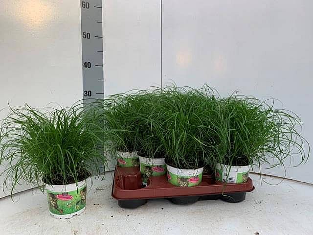 S/Cyperus Zumula 30cm