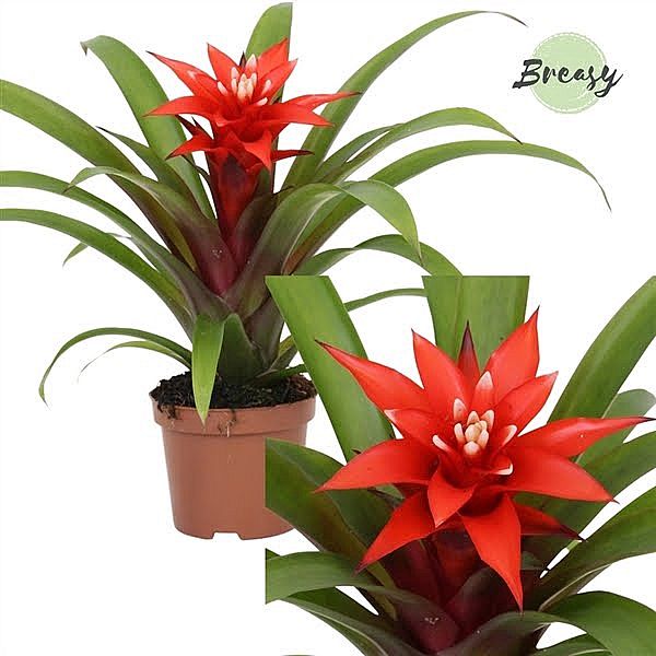 S/Guzmania Confetti 25cm/11