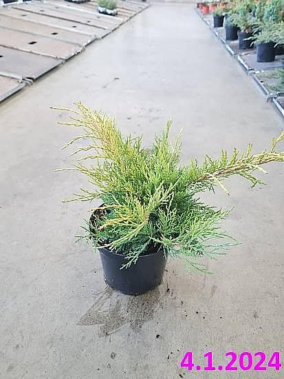 S/Juniperus media Old Gold 20-30cm C2L