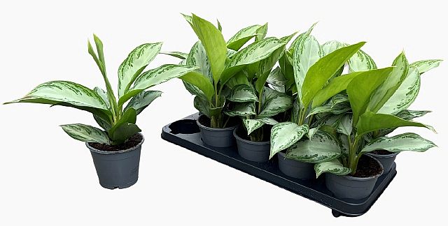 S/Aglaonema Silver Bay 40-45cm/8