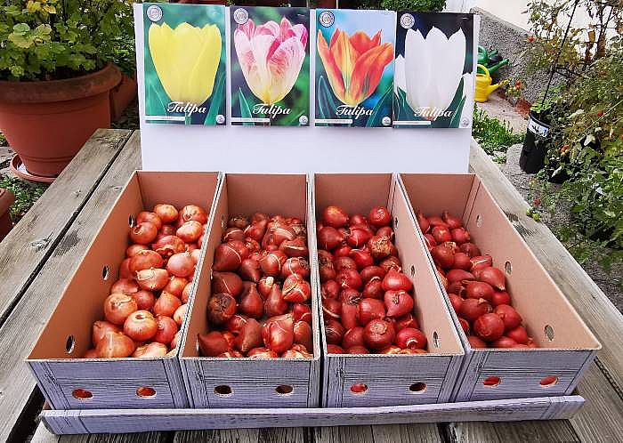 Sada podzimních cibulovin č. 4 TULIPÁNY 12+ Candela, Flaming Purissima, Orange Emperor, Purissima