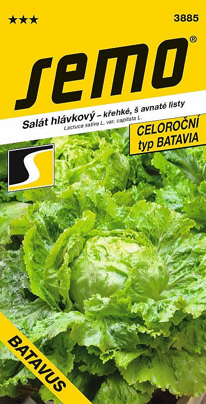 Salát hláv. celoroční BATAVUS polní, typ BATAVIA, střední hlávka