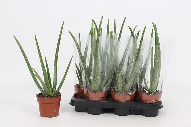 S/Aloe vera 35-40cm/9