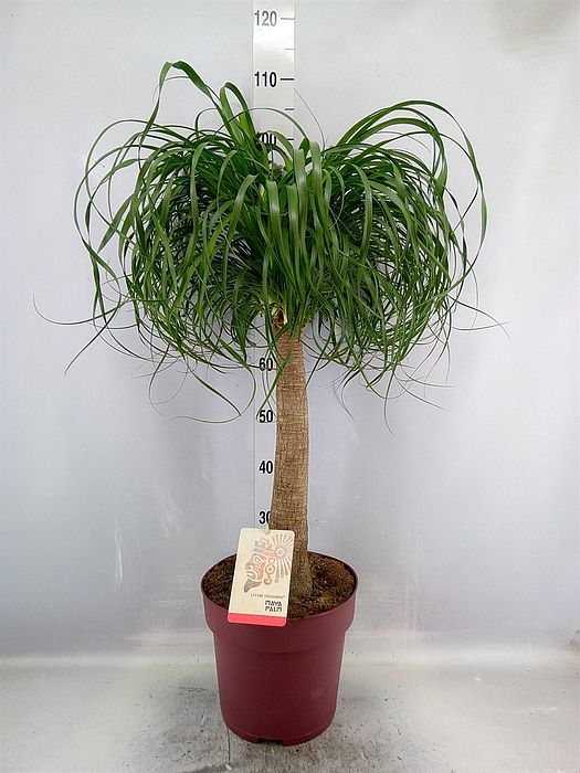 S/Nolina/Beaucarnea recur 110cm/1