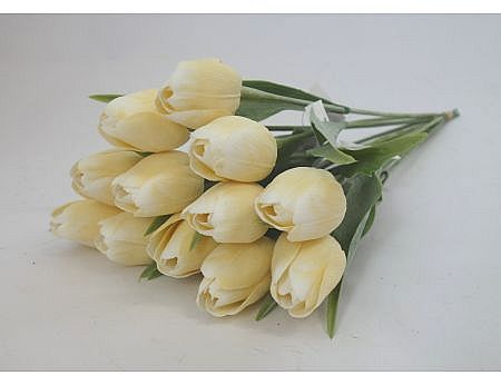 Tulip A2 Cream old 122A