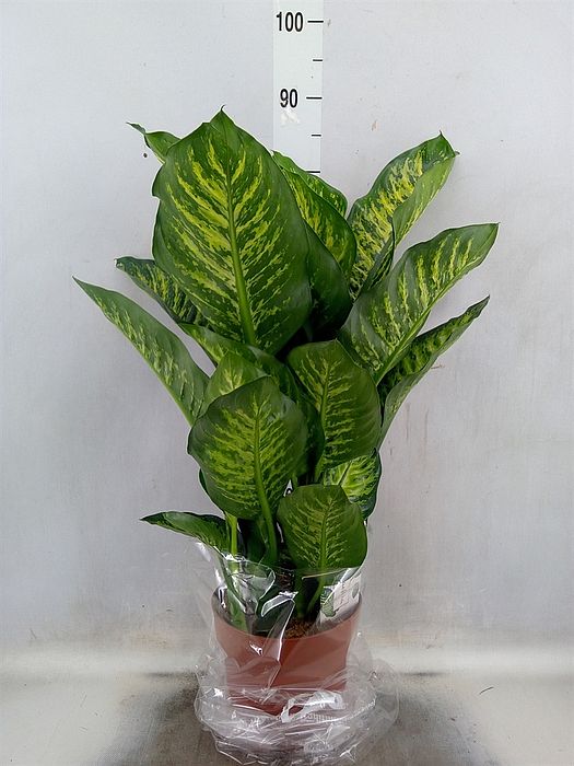 S/Dieffenbachia seg. Maroba 75cm/1