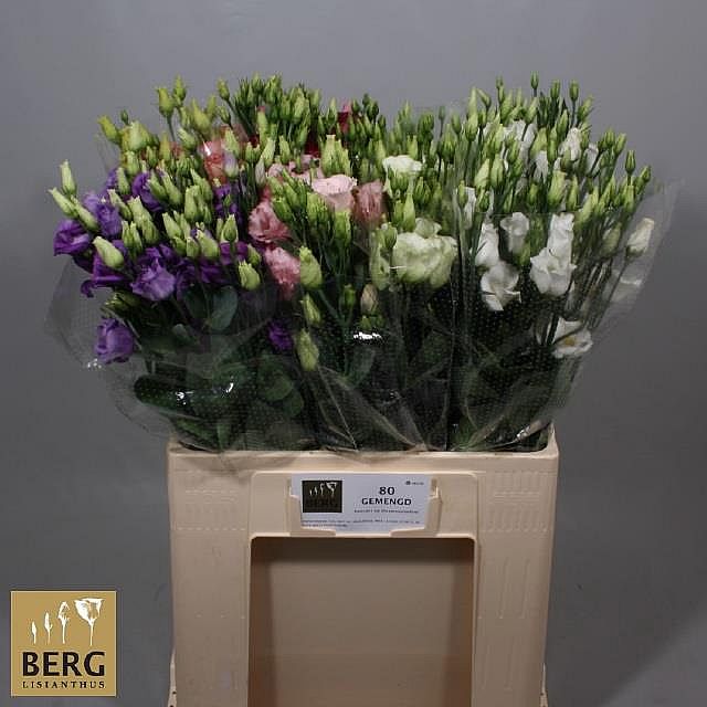 Rk/Eustoma Mix 60-70cm/5