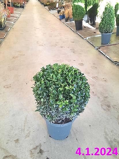 S/Buxus sempervirens koule 20-30cm C3L