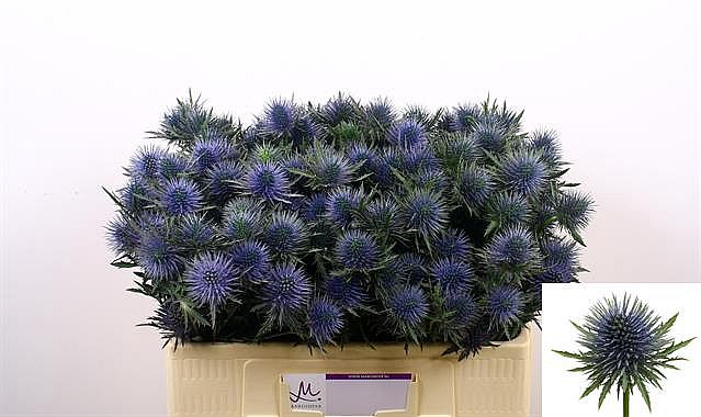 Rk/Eryngium Magnetar Qstar 40-50cm máčka