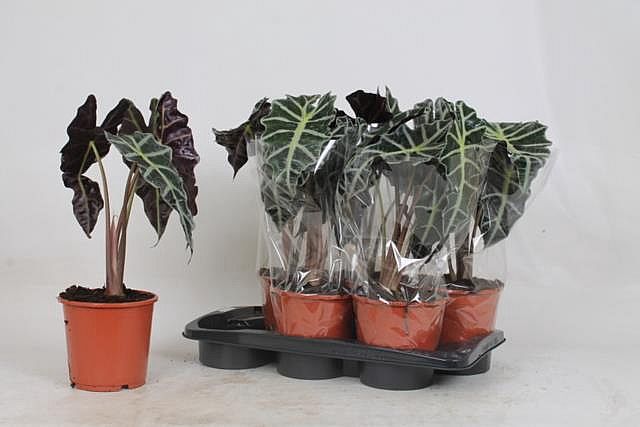 S/Alocasia Polly 45-50cm/6