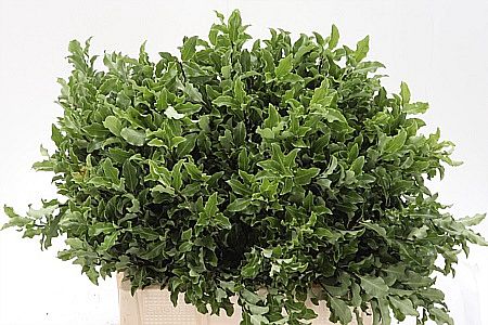 Rk/Pittosporum Ilan 60cm/50