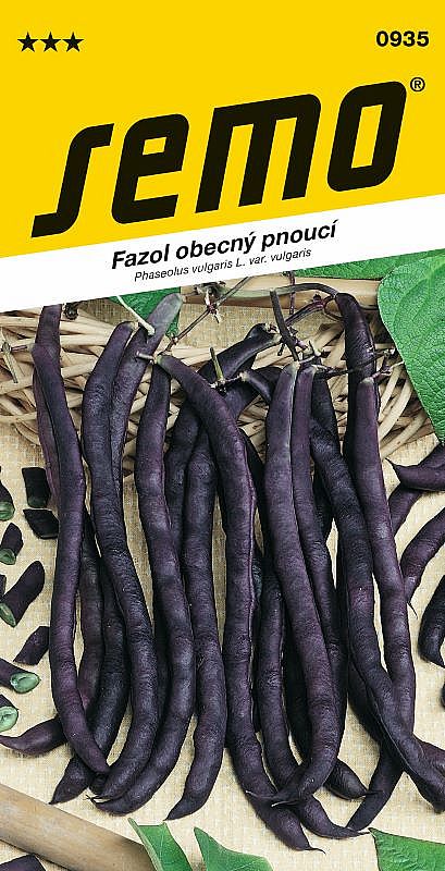 Fazol pn. A COSSE VIOLETTE SANS FIL fialový lusk