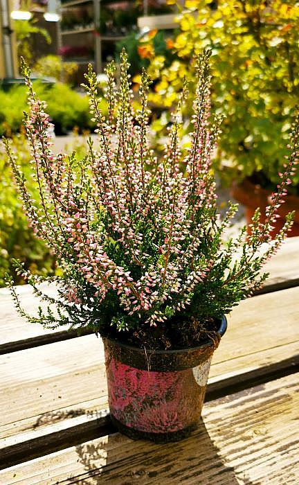 S/Calluna vulgaris Pink Bettina v květníku o průměru 10,5cm