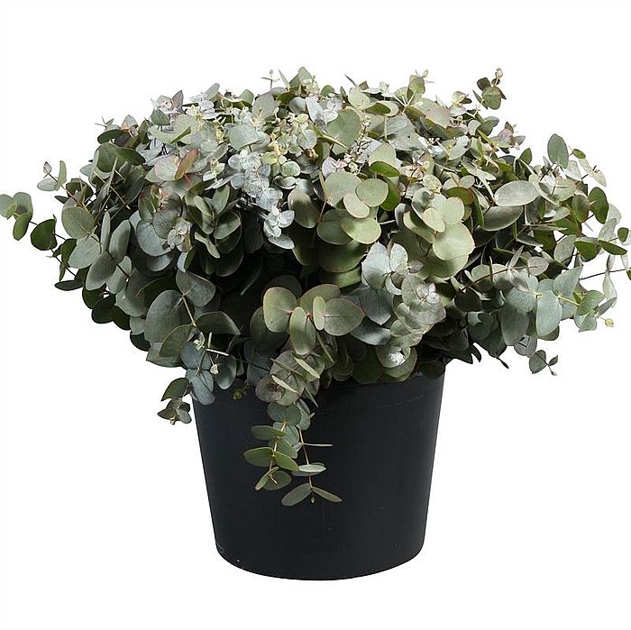 Rk/Eucalyptus Parvifolia To