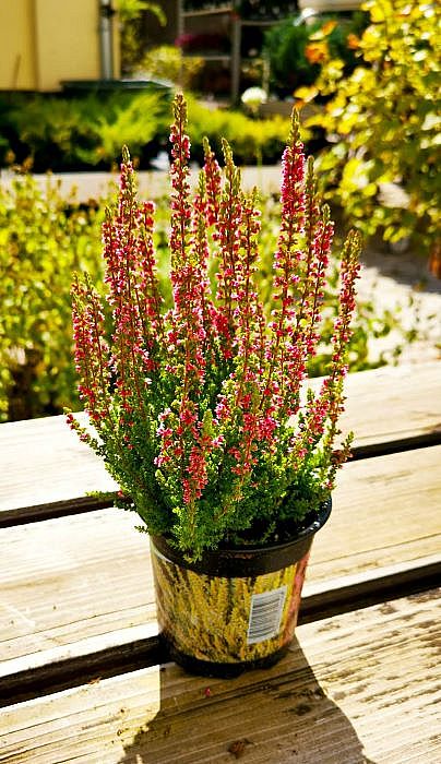 S/Calluna vulgaris Disco Queen v květníku o průměru 10,5cm