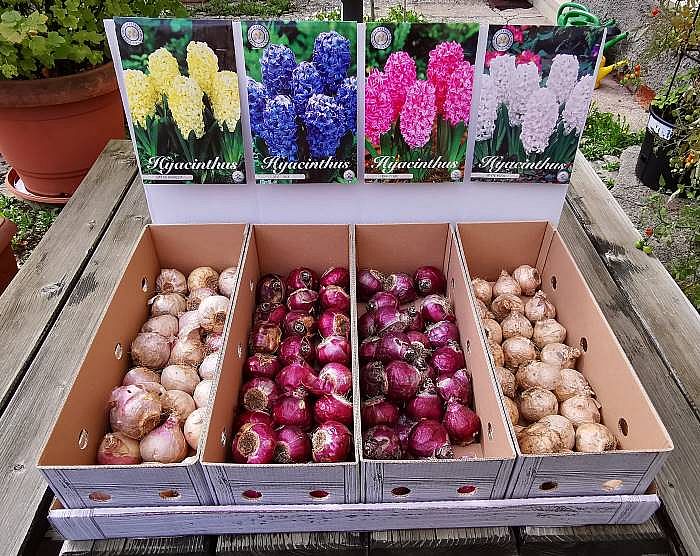 Sada podzimních cibulovin č. 5 HYACINTY 15+ City of Haarlem, Delft Blue, Pink Pearl, White Pearl