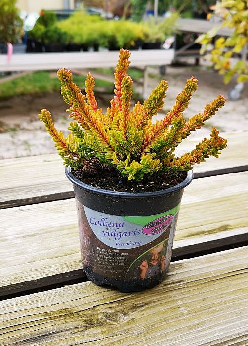 S/Calluna vulgaris Zorina v květníku o průměru 10,5cm